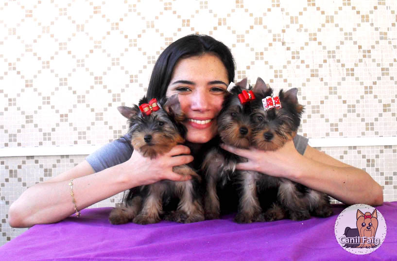 Clarissa e equipe com Yorkies