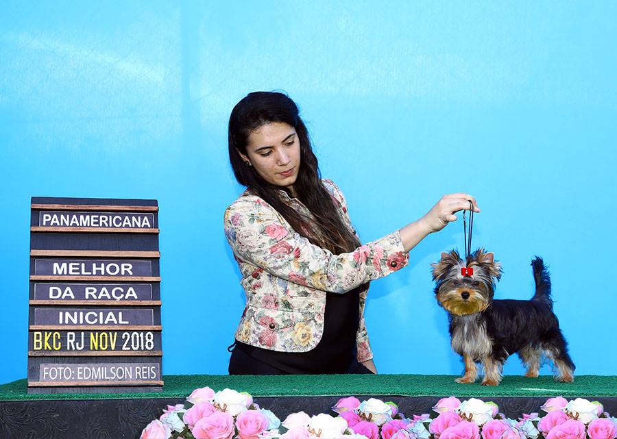 Yorkshire Terrier de exposição Faig Yorkies